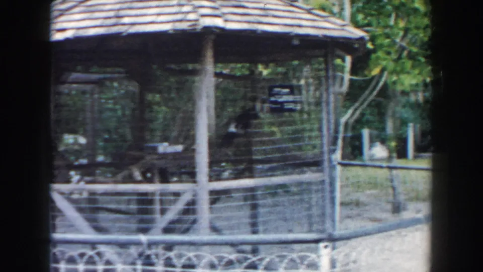 A softer 8mm view shows the toucan partly obscured by the aviary mesh and posts, with paths, fencing, and greenery beyond.