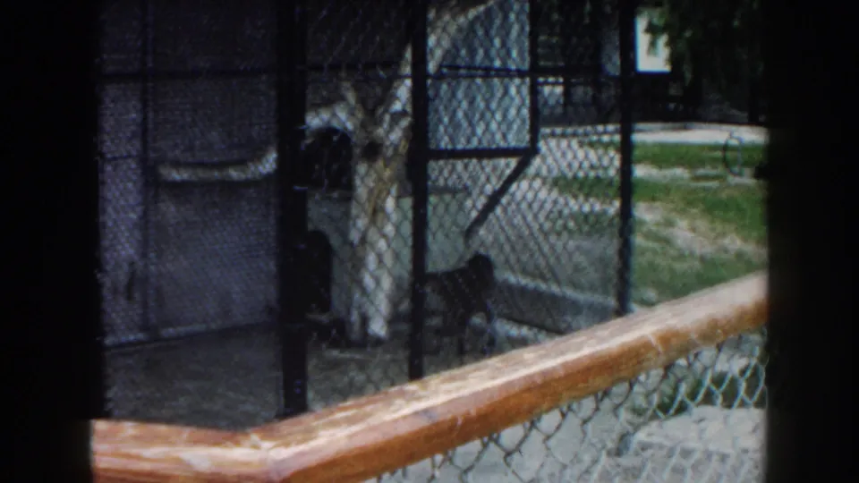 A dark-furred animal, possibly a small cat, moves behind chain-link fencing and a wooden rail in the Miami zoo sequence.