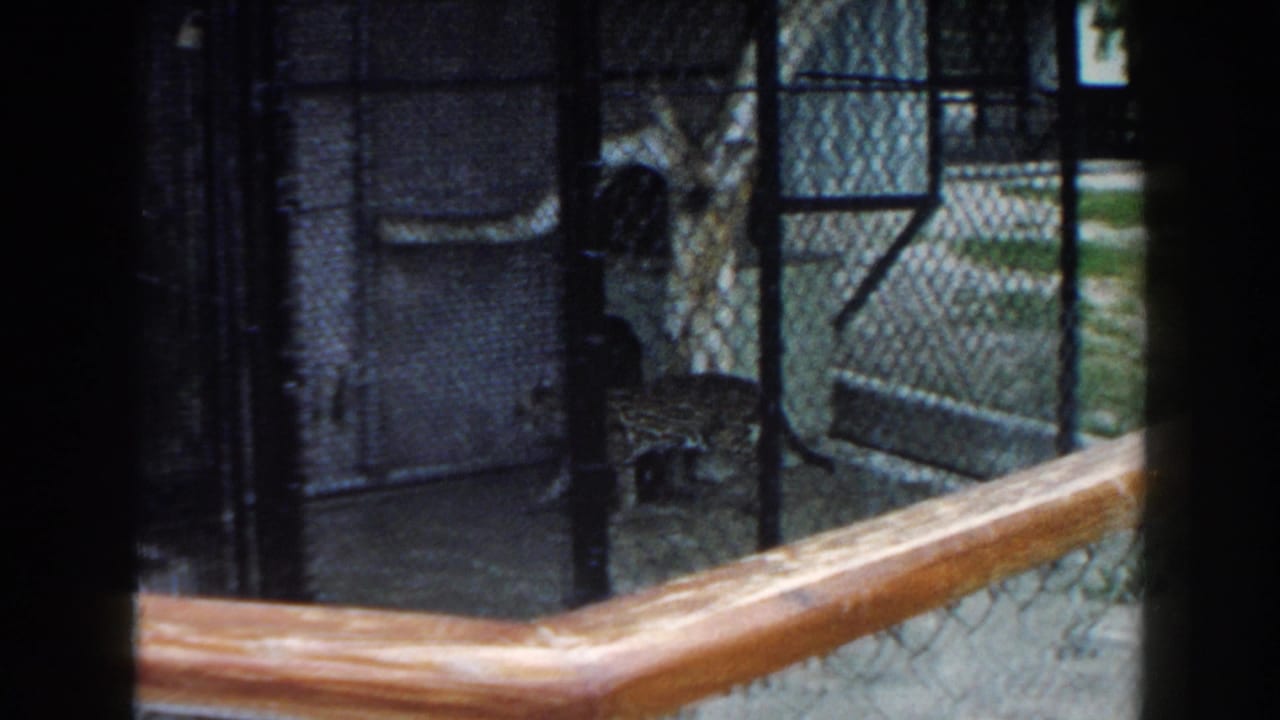 Spotted big cat behind chain-link fencing with a wooden rail in the foreground.