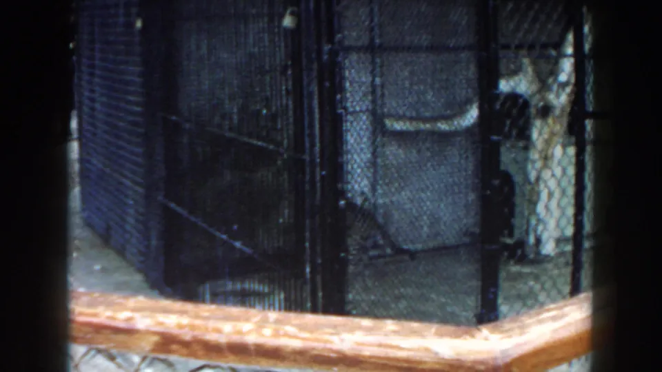 1960 Miami zoo frame with a fenced big-cat enclosure, dark cage structure and wooden rail from a visitor viewpoint.