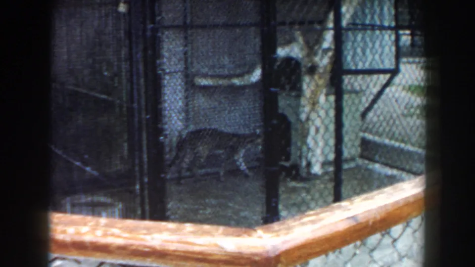 1960 Miami zoo home-movie frame showing a spotted big cat pacing left behind mesh and cage bars.