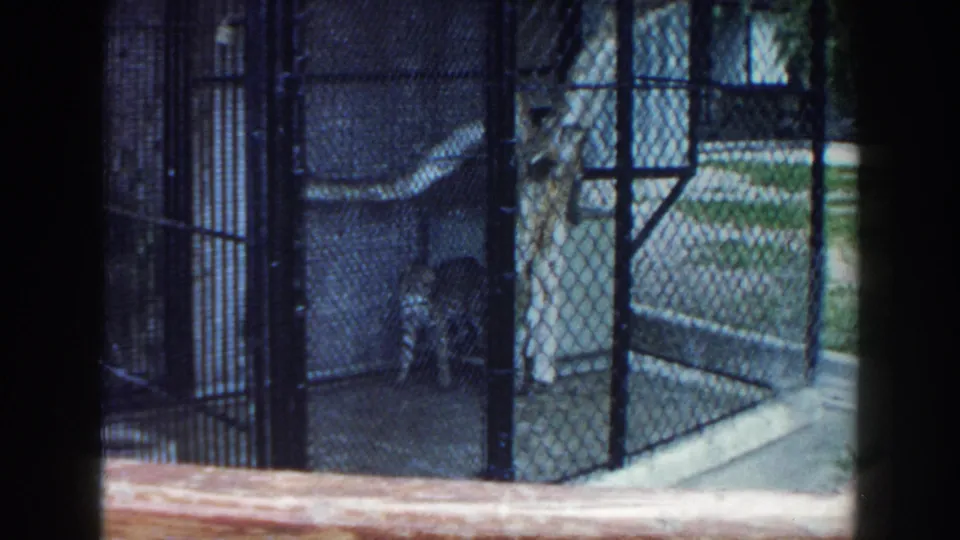 1960 Miami zoo frame with a spotted big cat near cage fencing, seen through dark bars and a foreground rail.