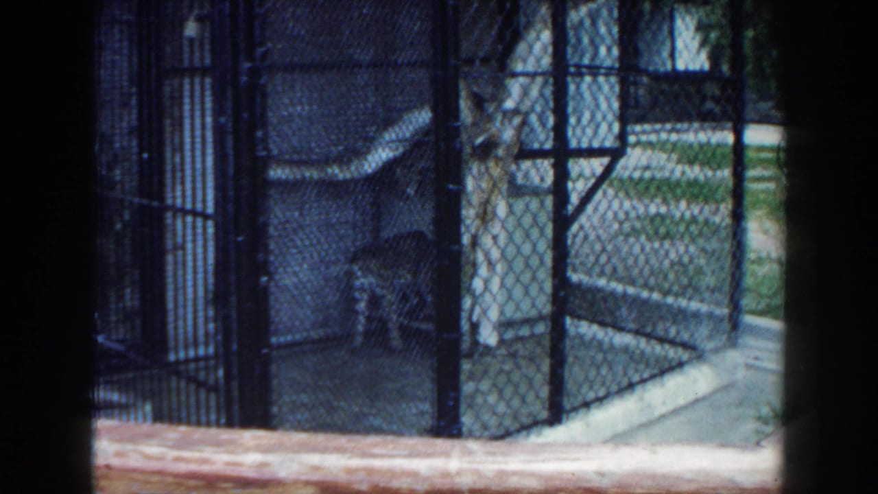 1960 Miami zoo view of a spotted jaguar standing inside a chain-link enclosure with a wooden rail in the foreground.