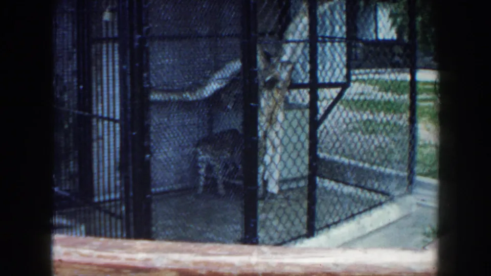 1960 Miami zoo view of a spotted jaguar standing inside a chain-link enclosure with a wooden rail in the foreground.
