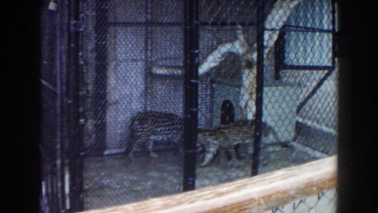Spotted jaguar near a cage wall behind chain-link fencing and a foreground rail.