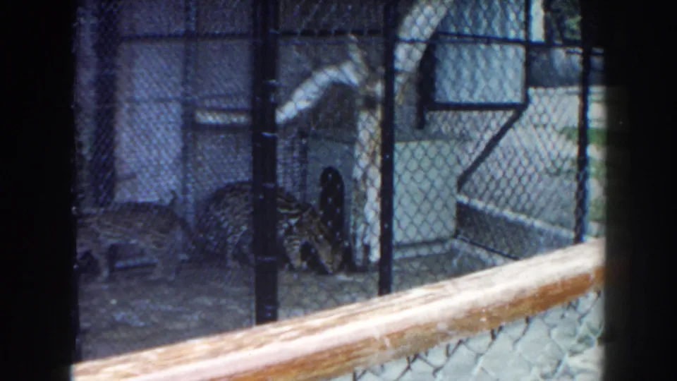 Jaguar visible low in a chain-link zoo cage in Miami, with concrete walls, a curved opening, and a wooden rail crossing the frame.