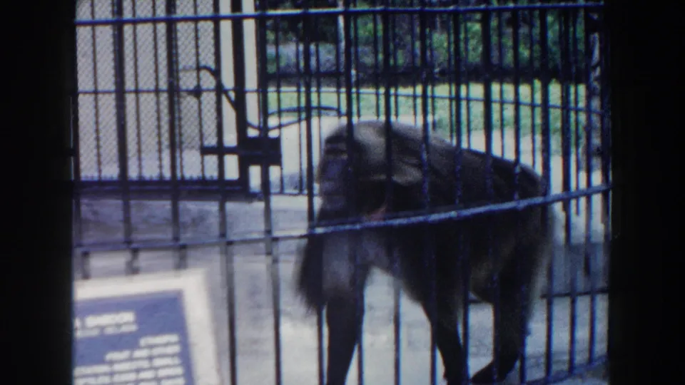 Monkey behind vertical zoo bars in 1960 Miami footage, with a small sign and paved enclosure area in front.