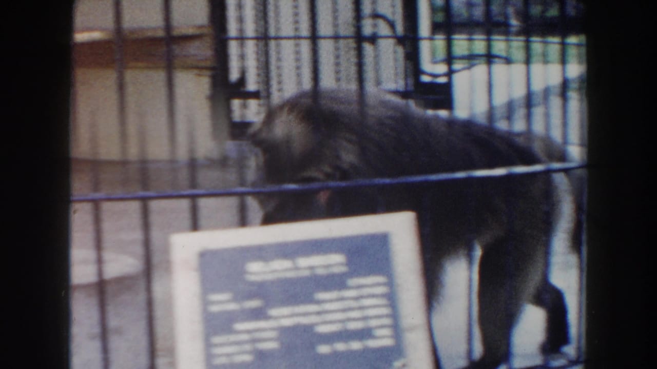Dark gelada baboon walking behind vertical zoo bars with a blue plaque in front.