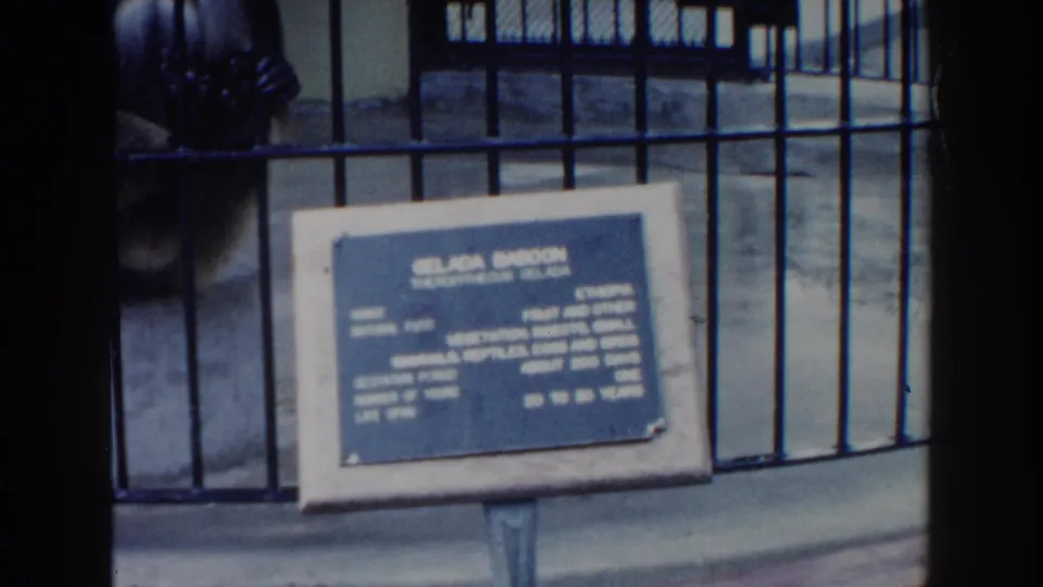 A gelada baboon is partly visible at the left edge behind blue bars, with the zoo identification plaque centered in front.