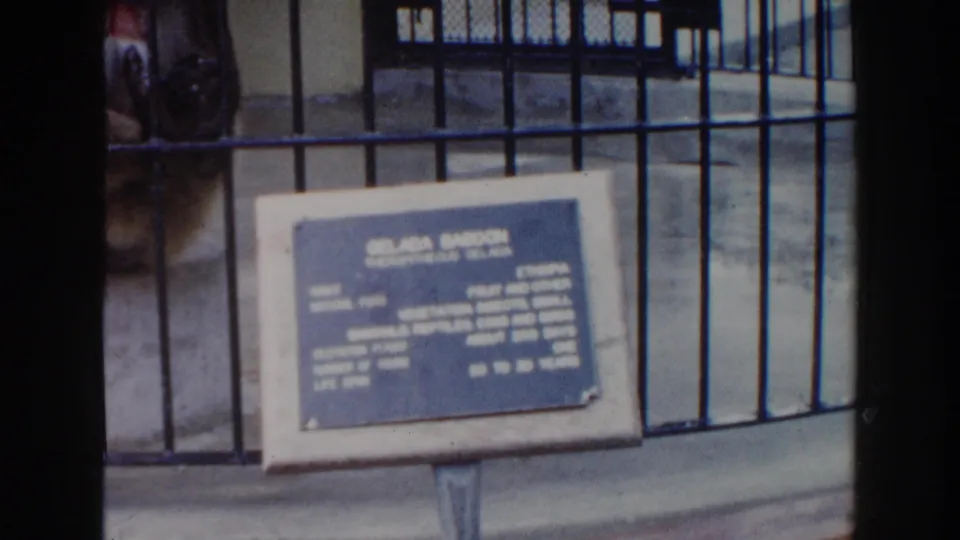 The baboon remains partly hidden behind the enclosure bars while the blue gelada baboon plaque fills the foreground.