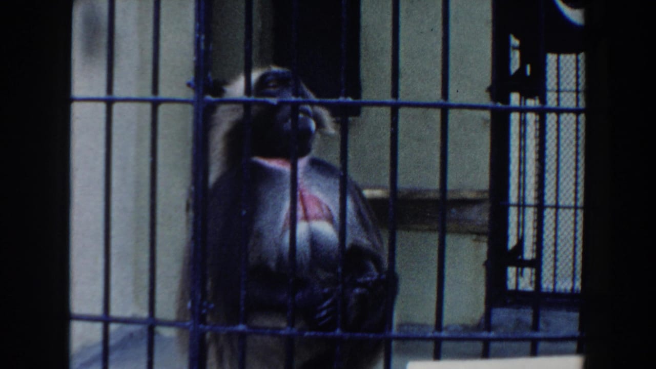Monkey with a pink chest patch sits behind vertical cage bars.