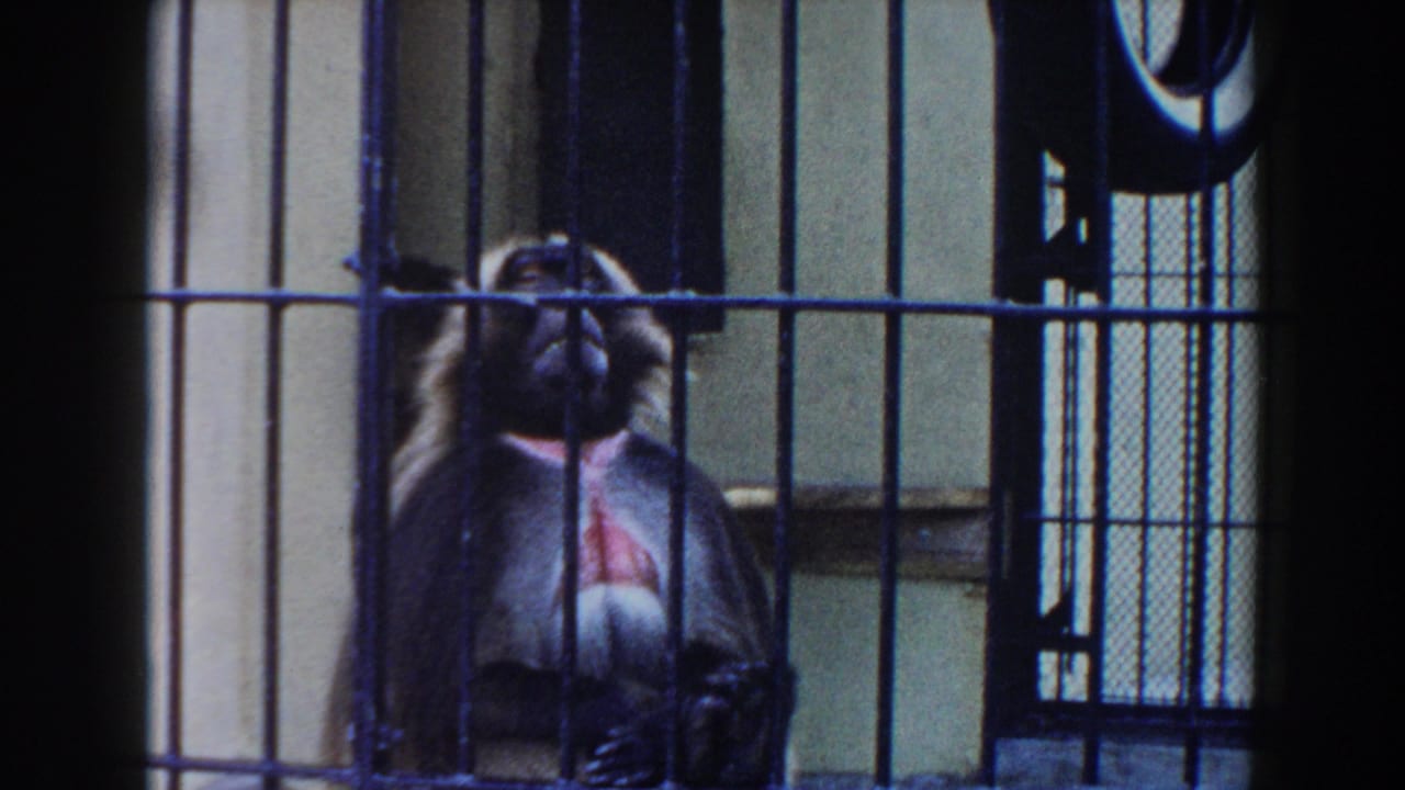 Monkey sits behind bars with its face partly shadowed.