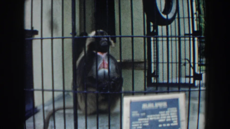 Final 1960 Miami home-movie frame showing the monkey in a barred zoo enclosure with a blue sign below.