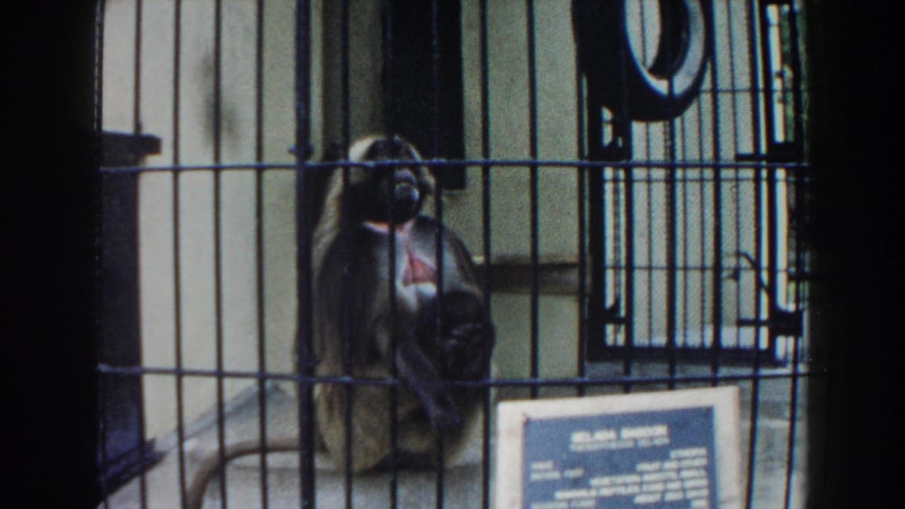 1960 Miami zoo home-movie frame showing a dark-furred monkey seated behind metal cage bars with an exhibit sign below.