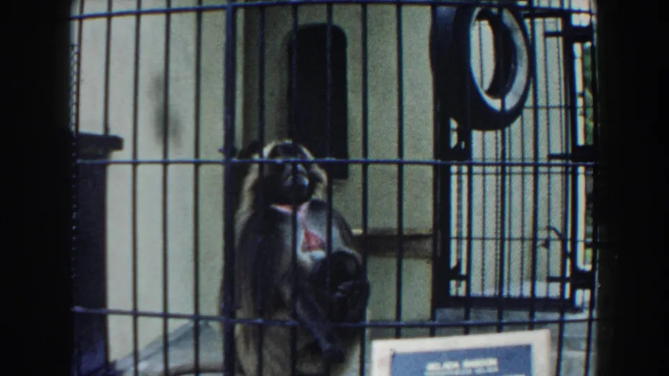 1960 Miami zoo frame with a monkey behind black metal bars, pale enclosure walls, and a partially visible information sign.