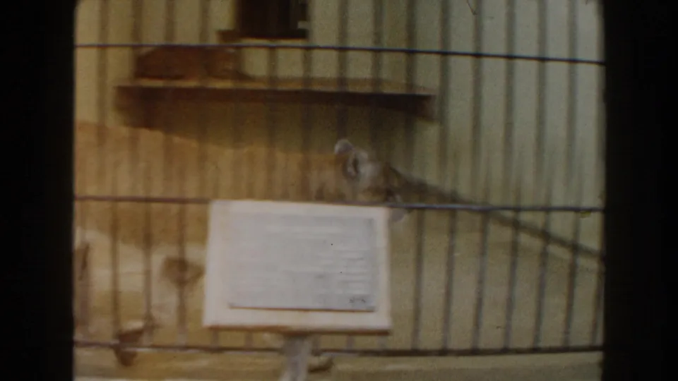 1960 Miami zoo frame showing a cougar-like large cat resting inside a barred enclosure with a wooden shelf and exhibit sign.