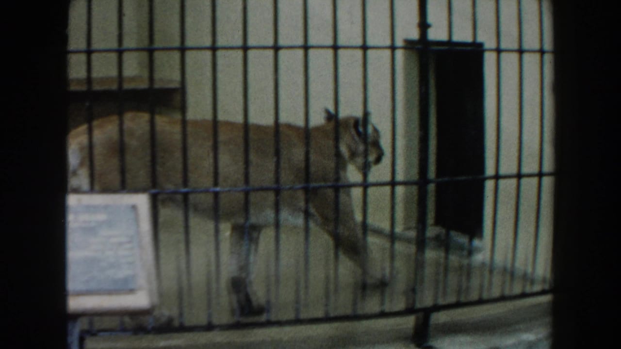 Mountain lion walking behind black bars in a pale indoor enclosure.
