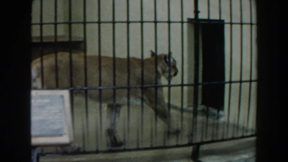 A mountain lion paces behind black metal bars in a Miami zoo indoor enclosure filmed on 8mm in 1960.
