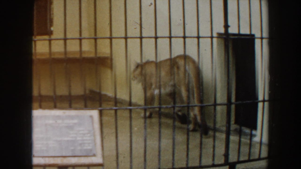 Mountain lion near the rear corner of a barred indoor cage.