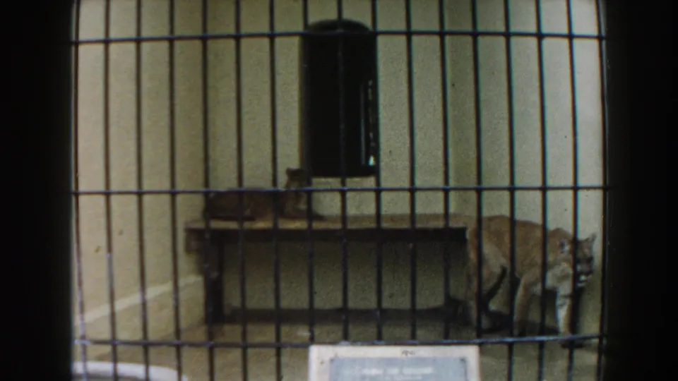 The mountain lion passes a wooden platform and dark hanging fixture inside the barred Miami zoo enclosure.