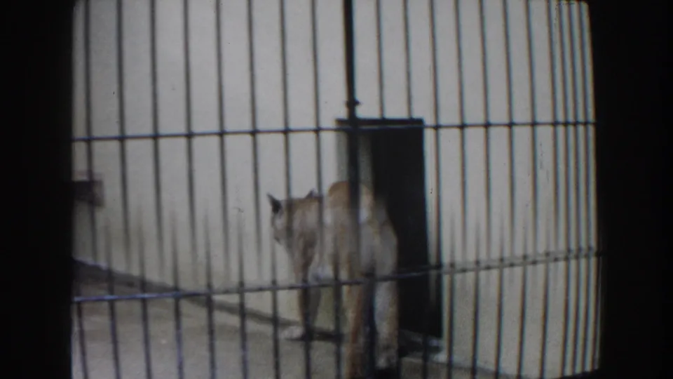 The mountain lion stands near a dark opening at the side of the barred indoor enclosure in the 1960 Miami footage.