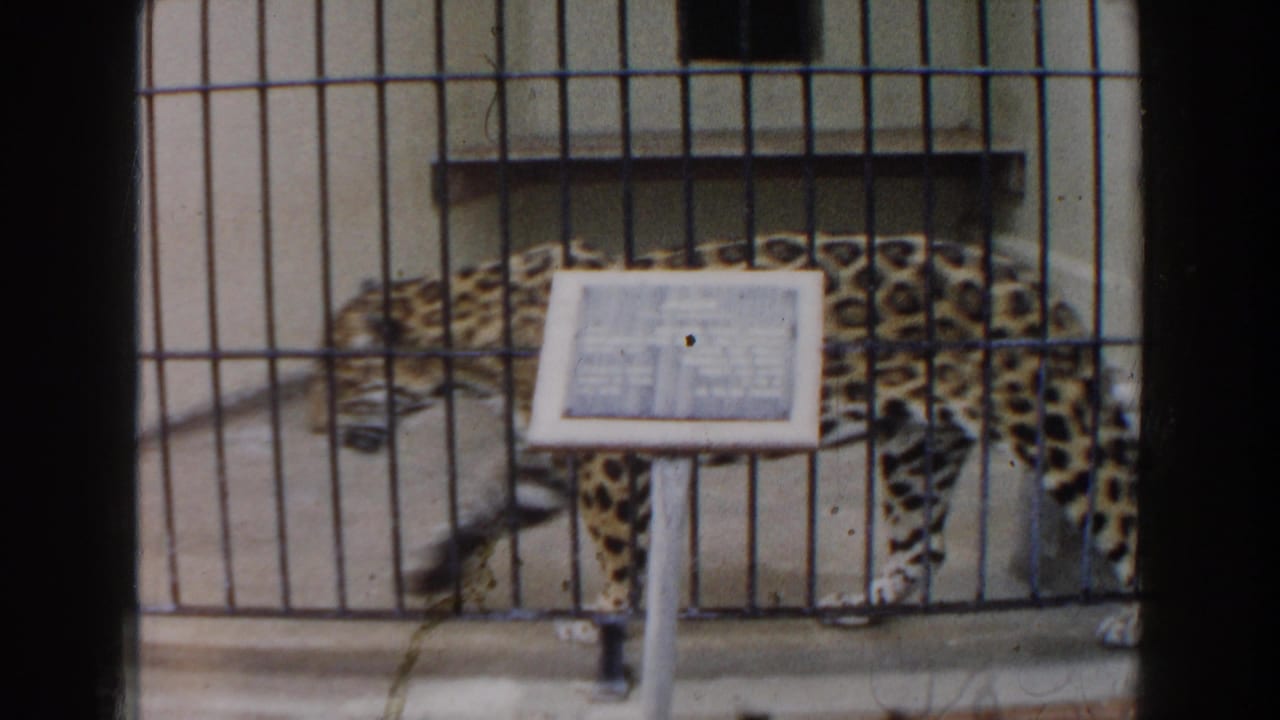 1960 Miami zoo footage showing a spotted big cat in a barred enclosure with a small exhibit sign nearby.