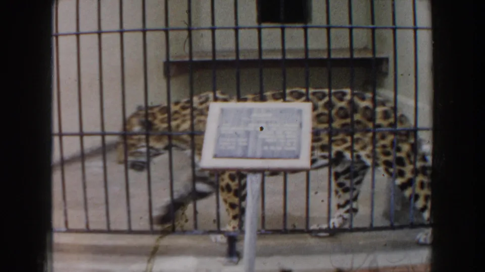 1960 Miami zoo footage showing a spotted big cat in a barred enclosure with a small exhibit sign nearby.