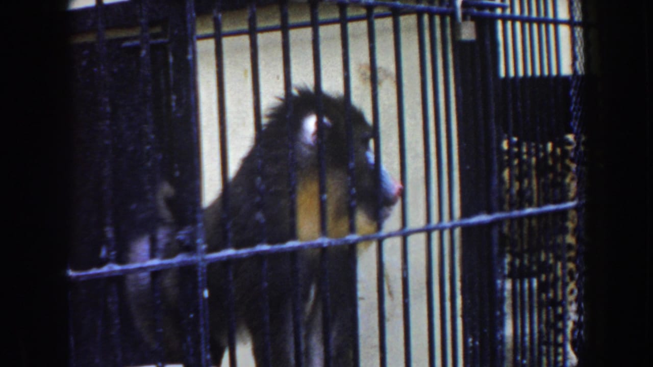 Dark-furred primate looking through the bars of a cage.