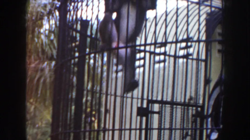 A primate hangs from the upper bars of a tall outdoor cage in 1960 Miami zoo footage.