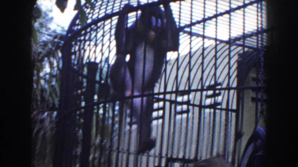 A primate hangs near the top of a rounded metal cage, framed in handheld 1960 Miami zoo home-movie footage.