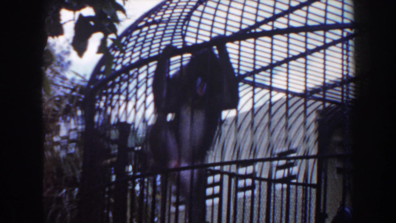 Monkey climbing the upper bars of a large wire zoo cage.