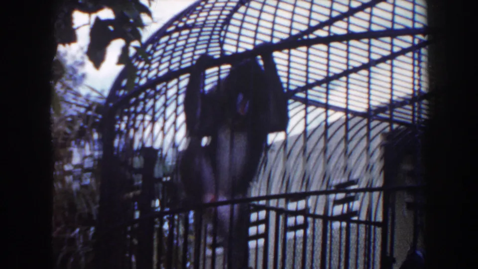 1960 Miami zoo home-movie frame showing a dark monkey climbing near the top of a curved wire cage.