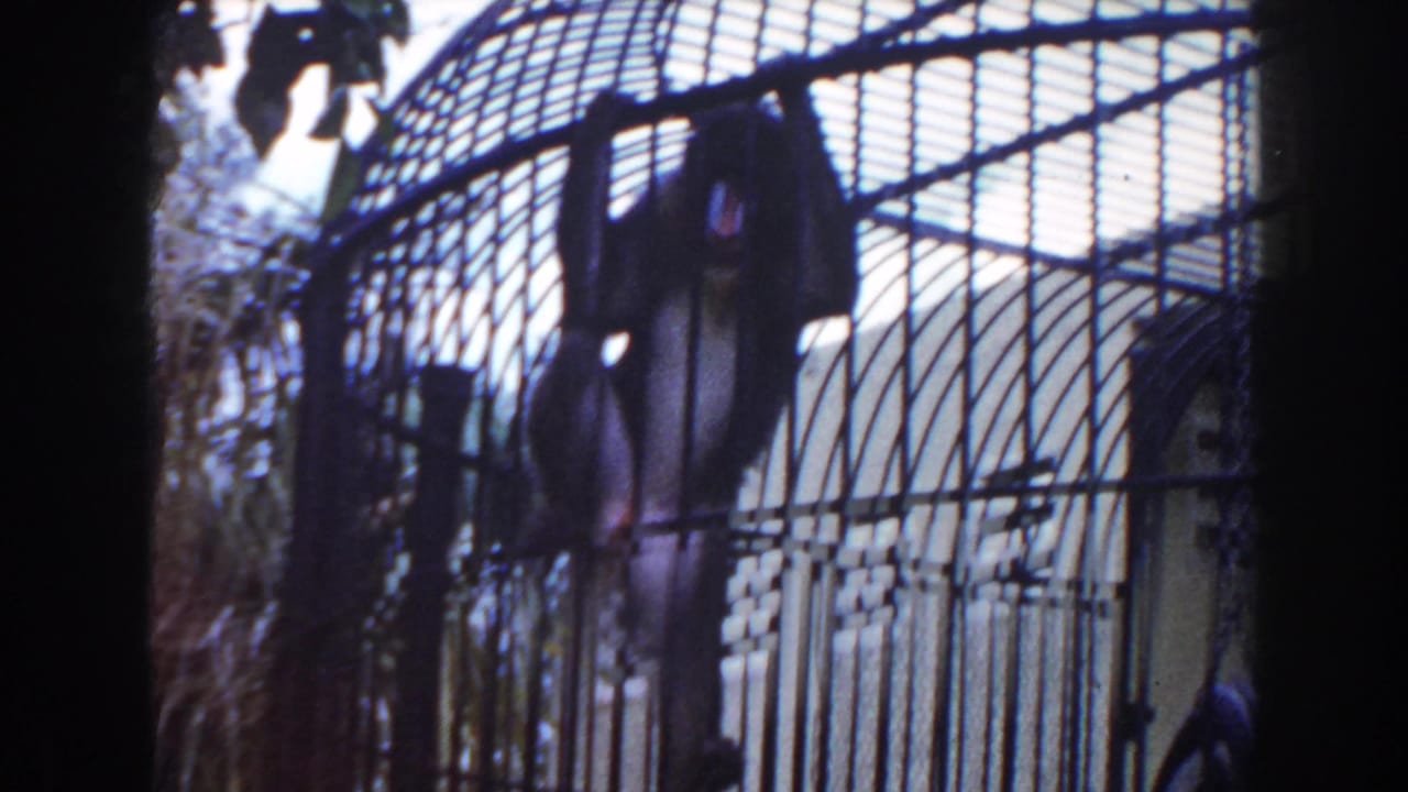 Monkey hanging near the top of a barred zoo enclosure.