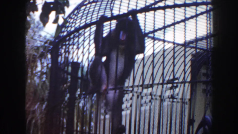 1960 Miami zoo frame with a monkey hanging against the curved metal bars of an outdoor cage.