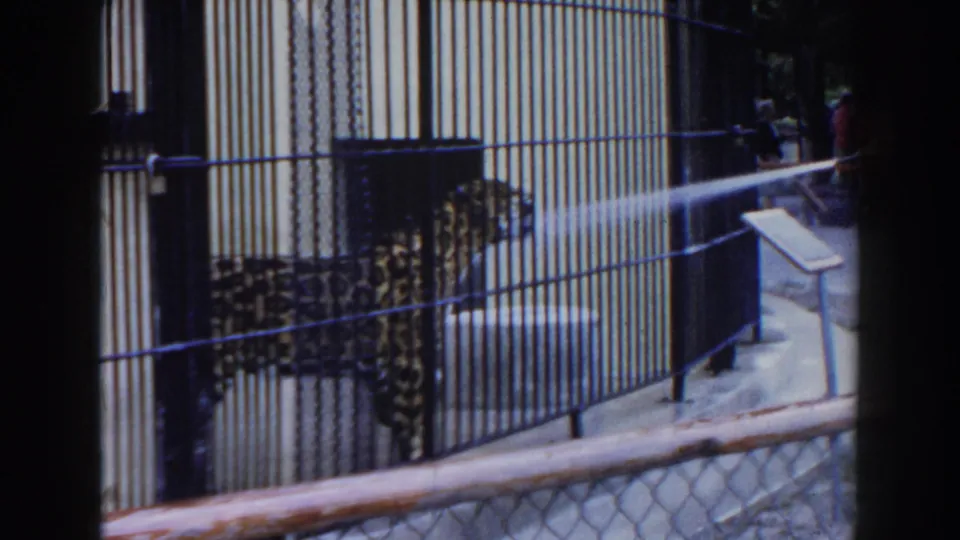 1960 Miami zoo home-movie frame showing a spotted leopard behind cage bars beside a small exhibit placard.