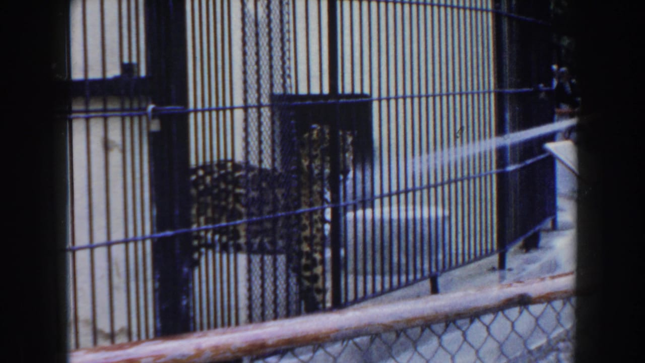 1960 Miami zoo footage showing a leopard behind metal bars while a water spray crosses the cage.