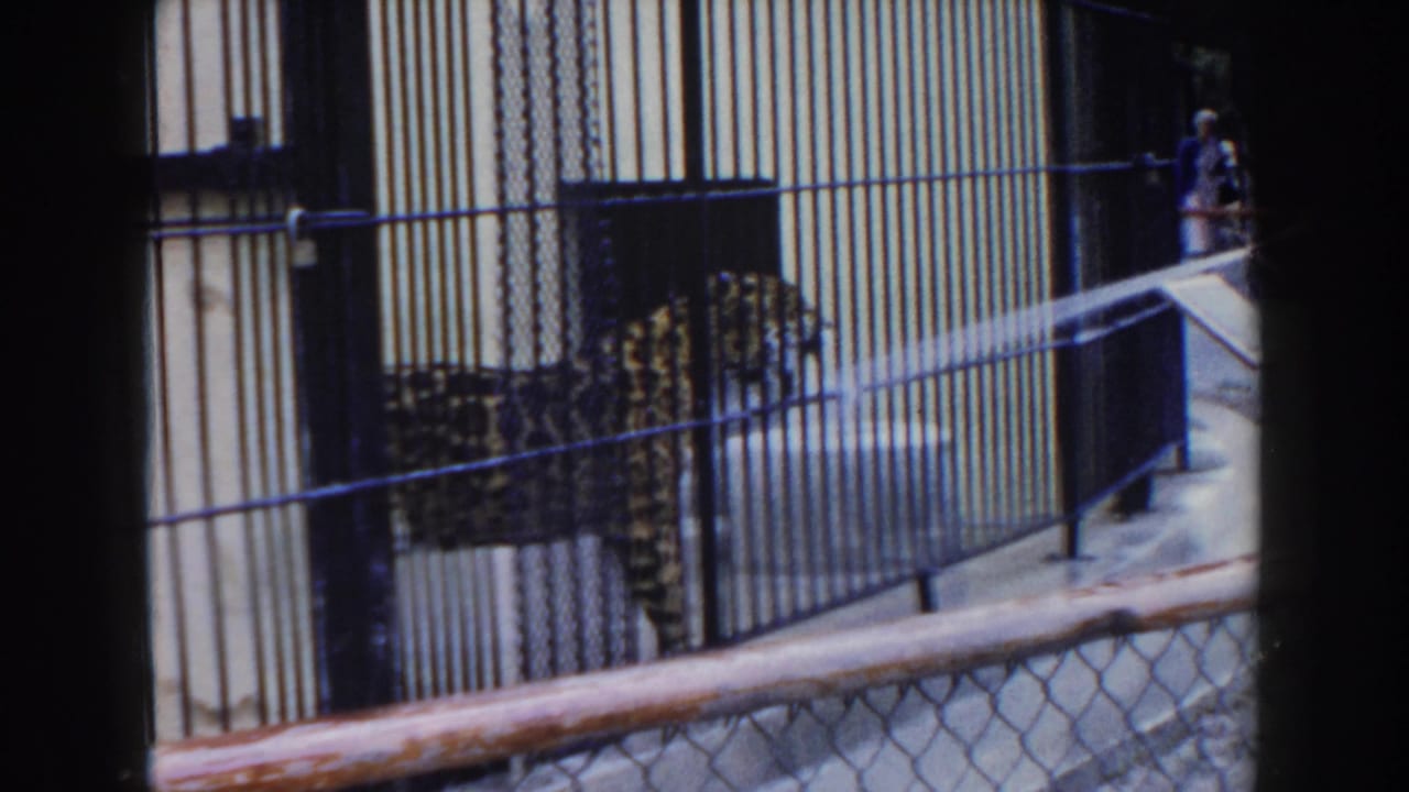 Leopard moves inside a barred cage while a water stream crosses from the right.