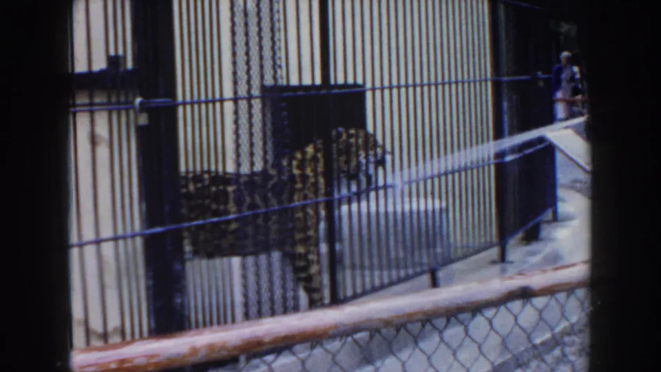 A leopard in a Miami zoo enclosure is partly obscured by bars as water sprays through the cage.
