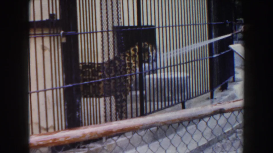 The leopard appears low behind the metal bars in this 1960 Miami zoo home-movie frame as spray crosses the enclosure.
