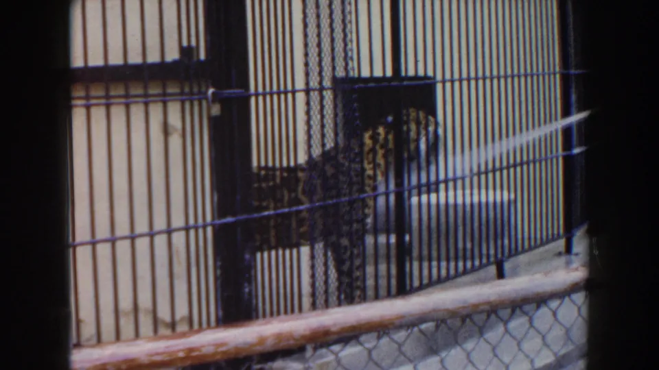 A barred zoo enclosure in Miami shows the leopard partly hidden as the water spray continues across the frame.