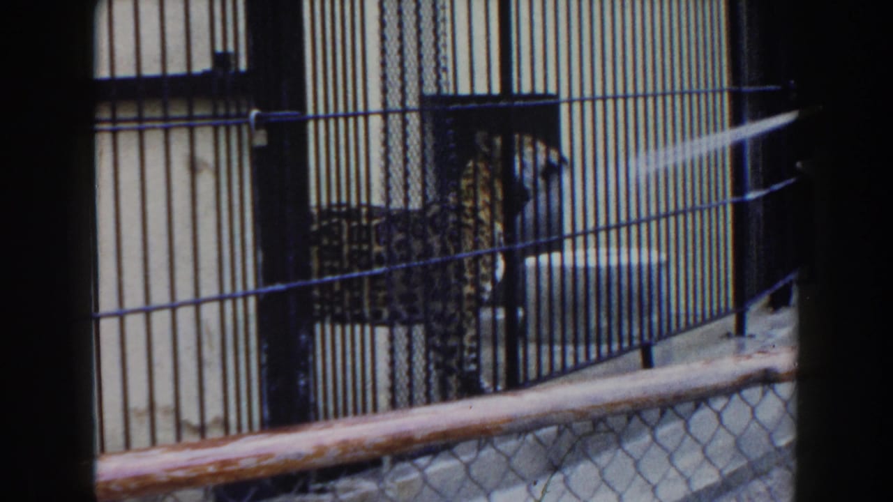 Spotted big cat behind cage bars as water sprays into the enclosure.