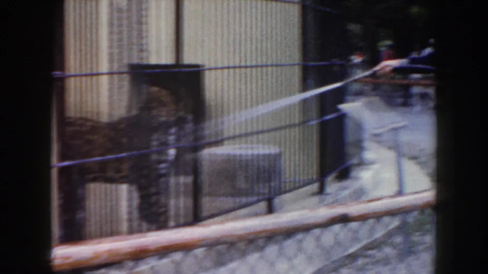 The spotted feline appears blurred in motion inside the cage while a hose stream crosses the 1960 Miami zoo scene.