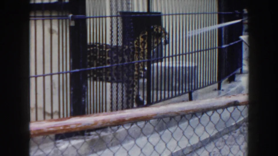 A large spotted cat stands close to the bars of its Miami zoo enclosure as water from a hose sprays in from off frame.