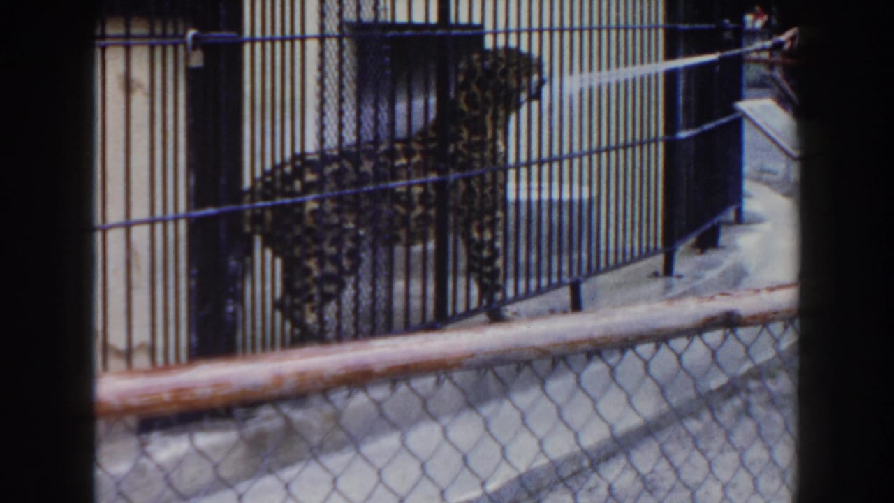 In Miami 1960 home-movie footage, a leopard stands behind zoo bars while a hose sprays water through the enclosure.