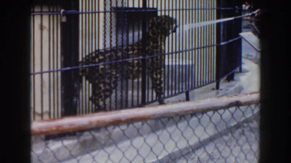 In Miami 1960 home-movie footage, a leopard stands behind zoo bars while a hose sprays water through the enclosure.