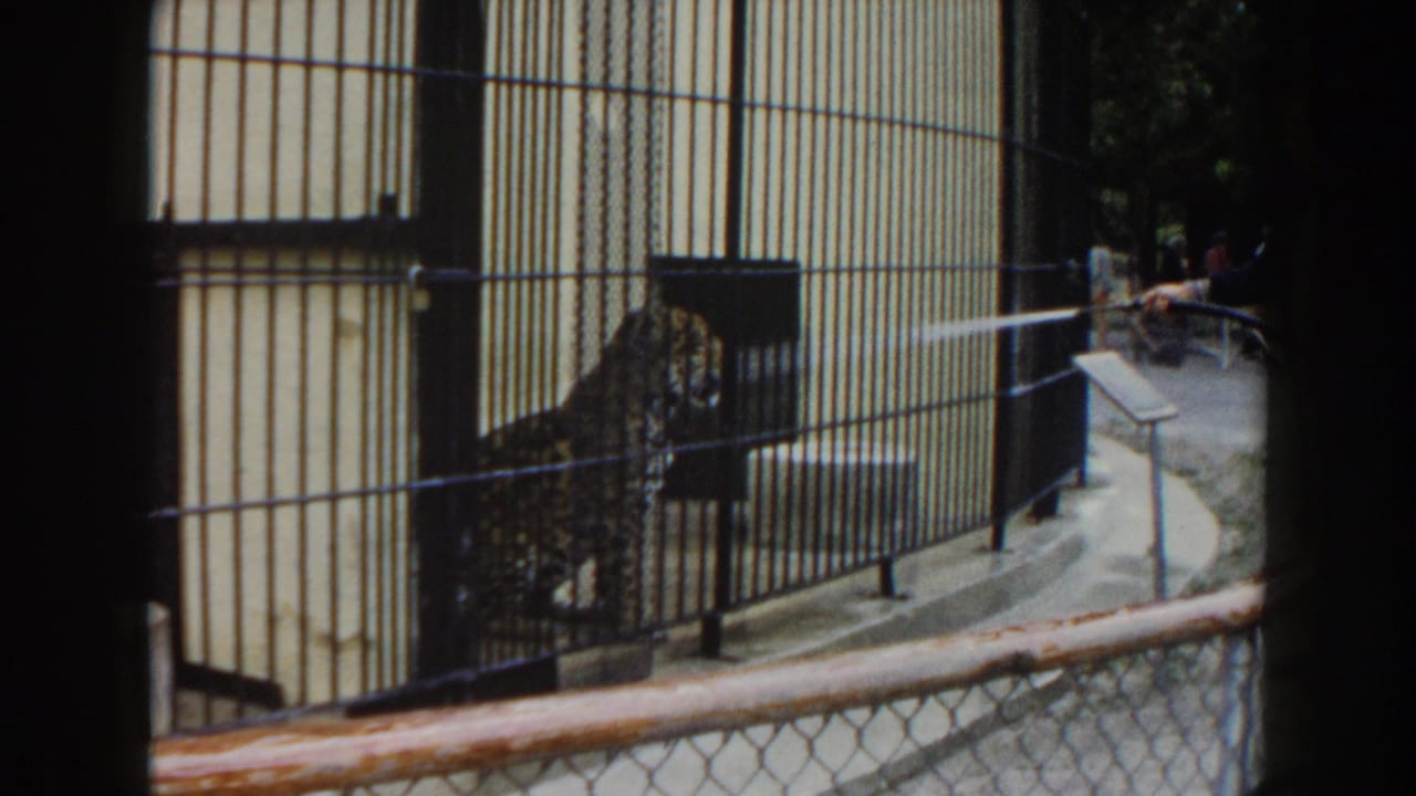 Leopard turns near the bars while a hose stream crosses the zoo enclosure.