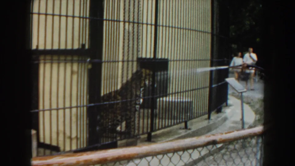A leopard is partly shadowed behind zoo bars while visitors walk along the Miami zoo path in the background.