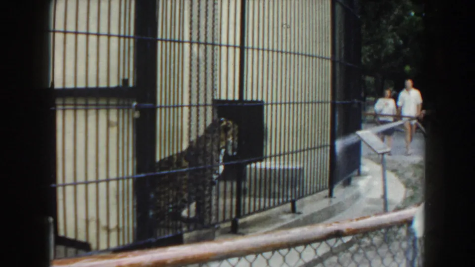 The leopard is seen behind bars in a Miami zoo enclosure as two visitors stand or walk nearby in 1960 footage.