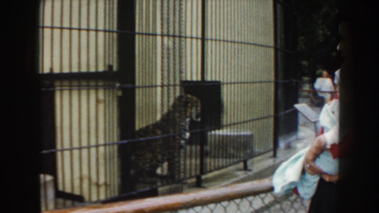 1960 Miami zoo home-movie frame showing a small monkey behind bars as visitors stand near the enclosure.