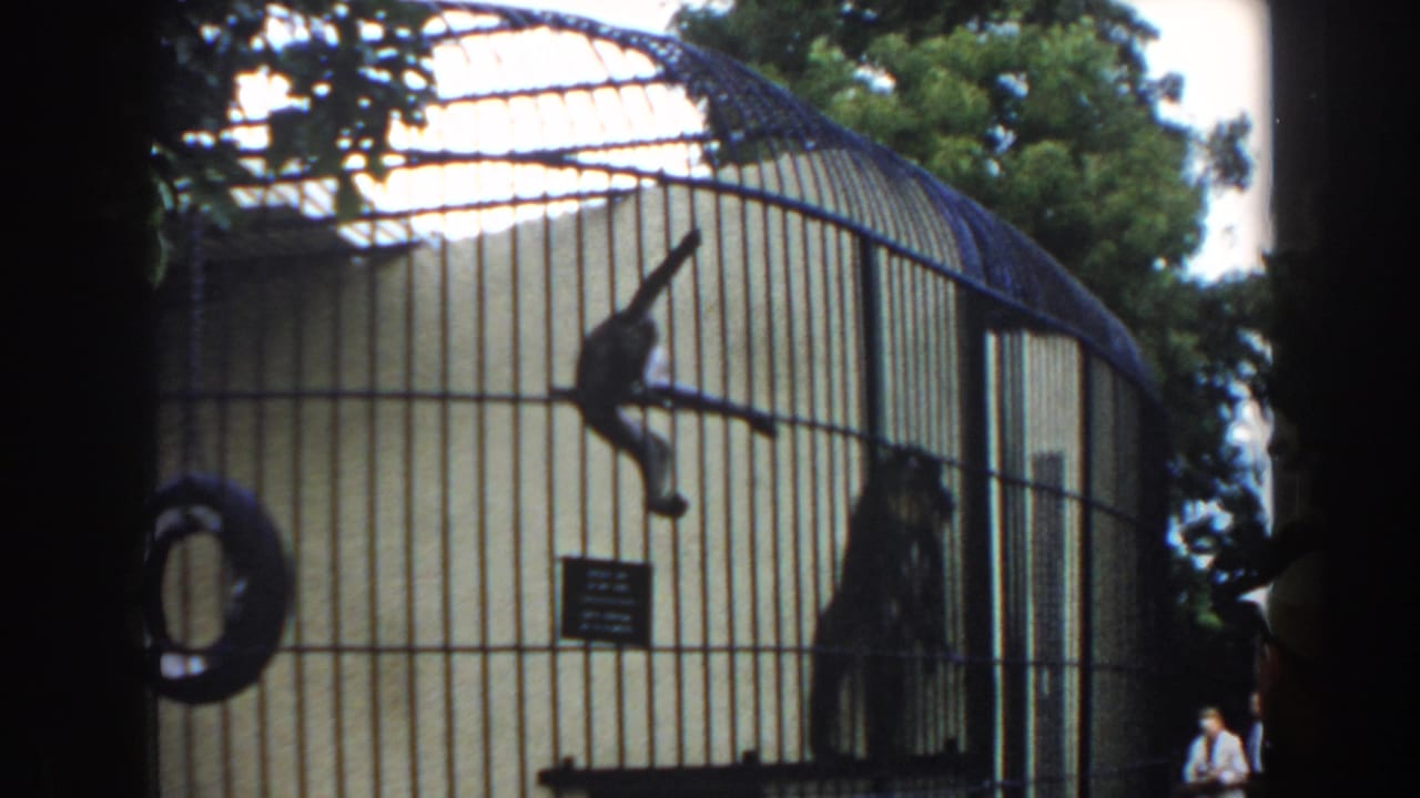 Monkey climbing bars in a curved zoo cage with another monkey nearby.
